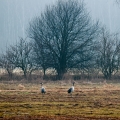 027_Biebrza - kwiecien 2011